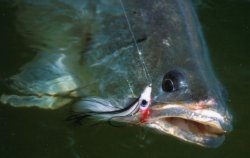 Small Perch