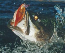 Rapala Super Shad Rap Gold (GFR) Length 14cm               Picture Olivier Portrat
