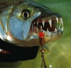 There is no doubt that Tiger fish are fierce predators
